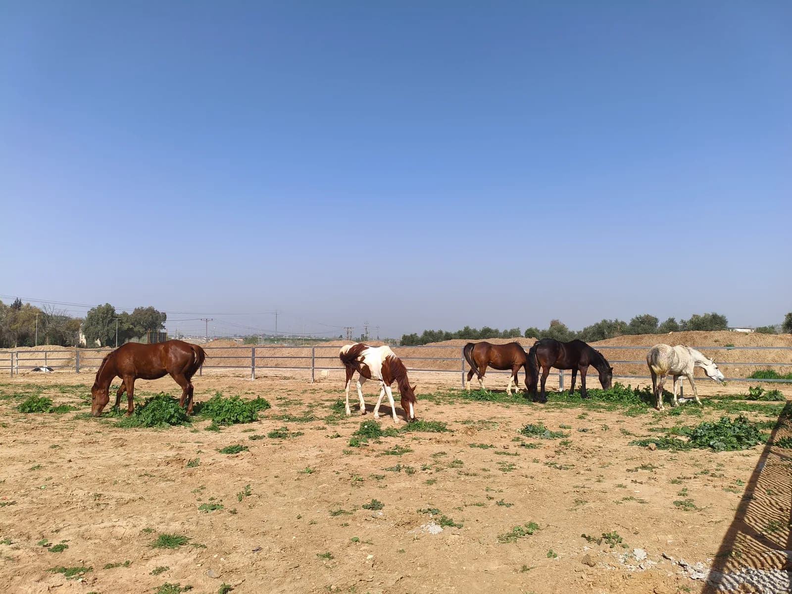 עדר סוסים רועה במכלאה הפתוחה של חוות אלפא מול נוף פתוח